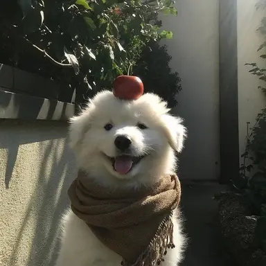 Profile image of 홍채빈