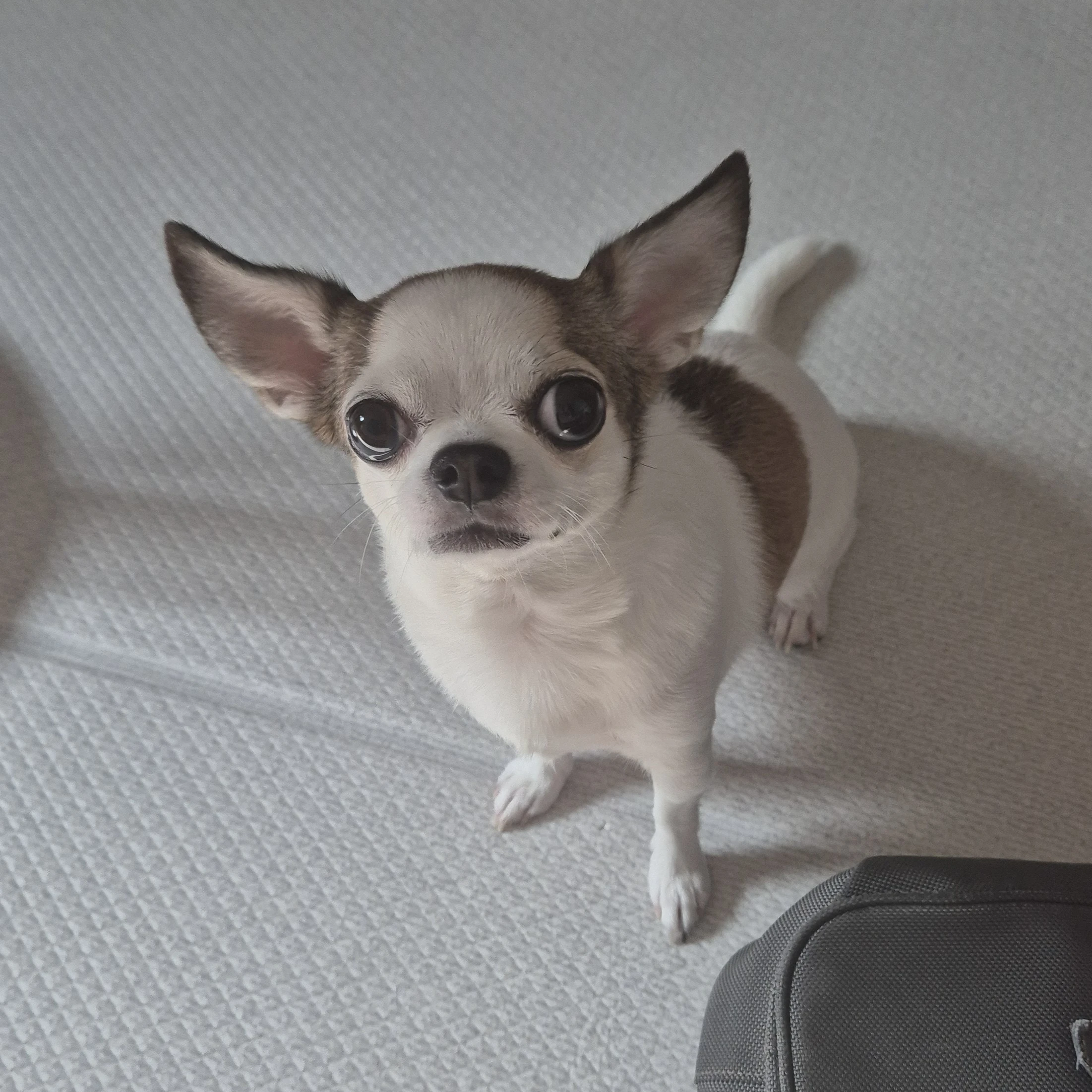 토리