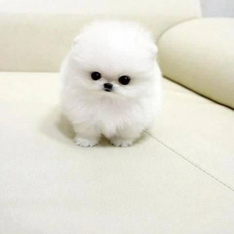 ポメちゃん