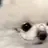 すずしょうと