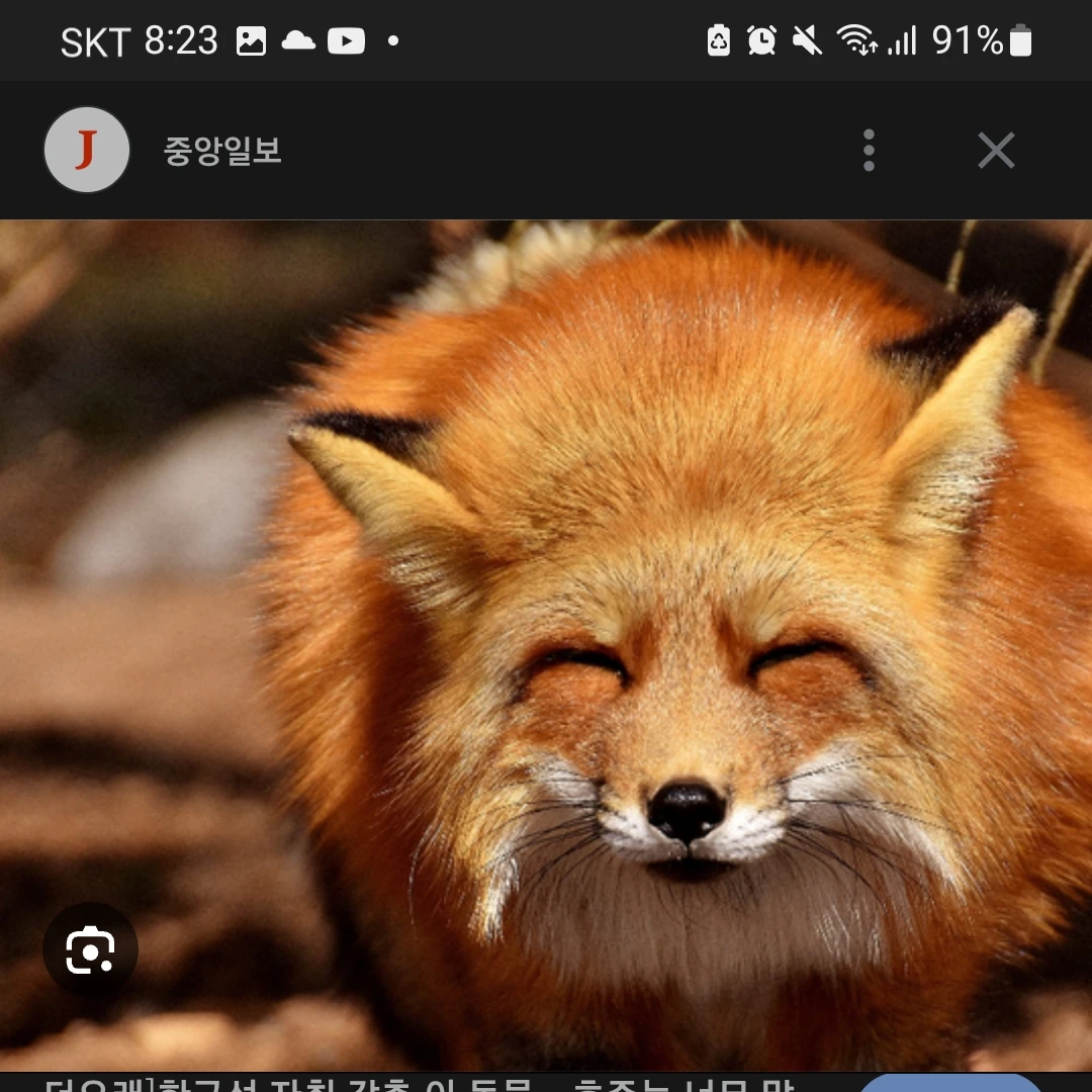 여우