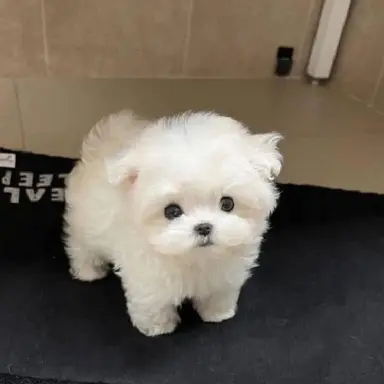 Profile image of 강아지