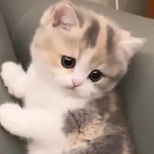 Profile image of 아기고양이