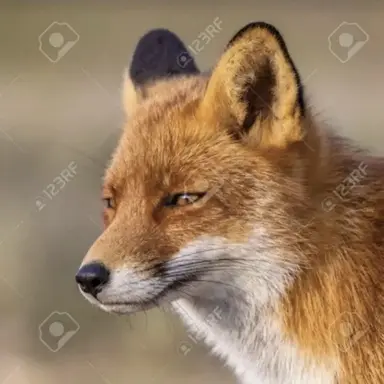 Profile image of 여우
