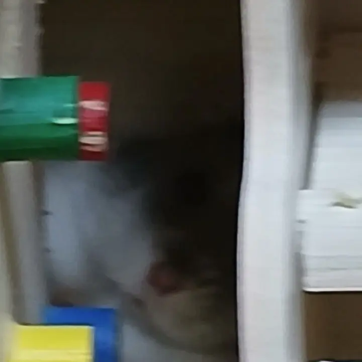 FaintRule6392의 강림이가 장염인데 아버지가 때린다??