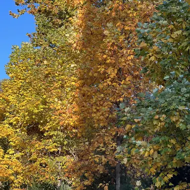 Profile image of 덕개