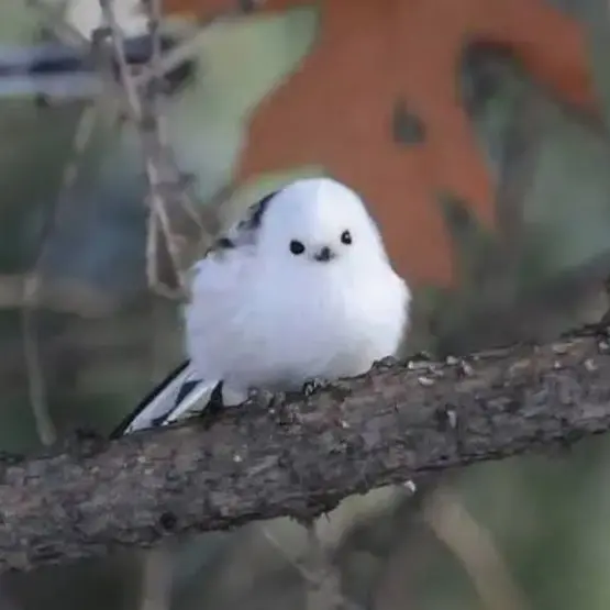 PastelBeago1857의 소멸🤍유저님.   여우