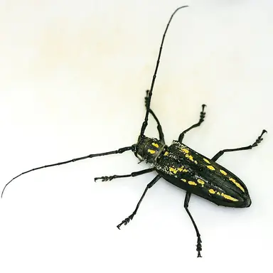 Profile image of カミキリムシ