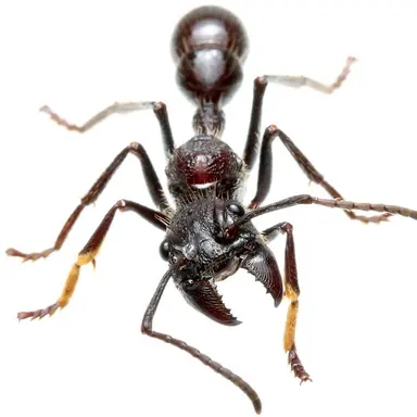 Profile image of パラポネラ