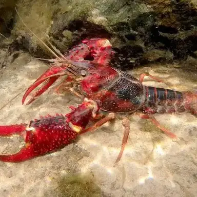Profile image of アメリカザリガニ
