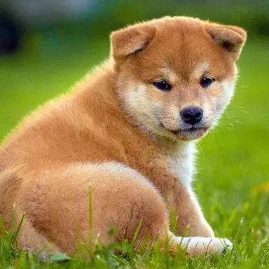 Profile image of 犬