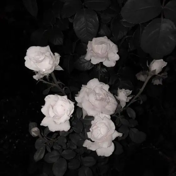 FluidKnob1417의 이씨 형제