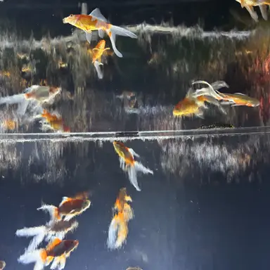 Profile image of ディノ