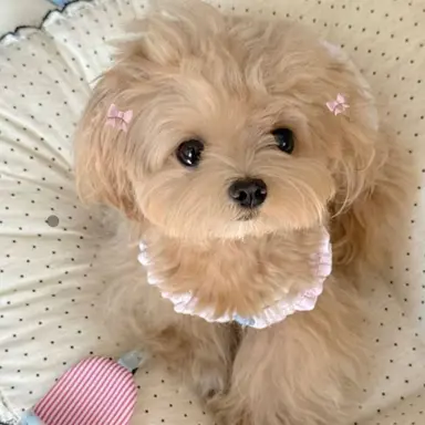 Profile image of ミョンホ