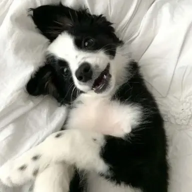 Profile image of ミンギュ