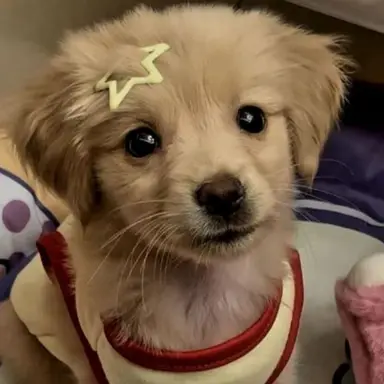 Profile image of ドギョム