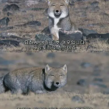 Profile image of 여우