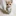 El gato