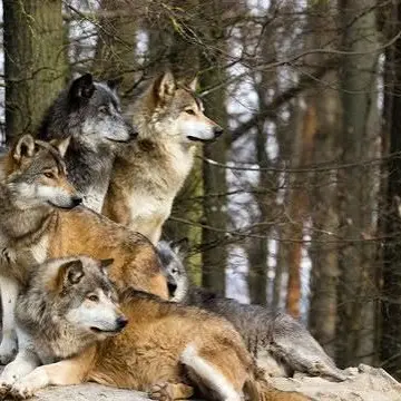Profile image of Wolf Pack