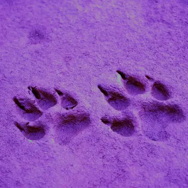 Profile image of むらさきのこ