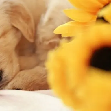 Profile image of きいろいこ