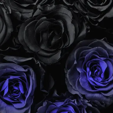 Profile image of ロヴィーノ