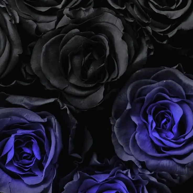 RuuzyuHouou1017의 ケーキバース（逆バー）