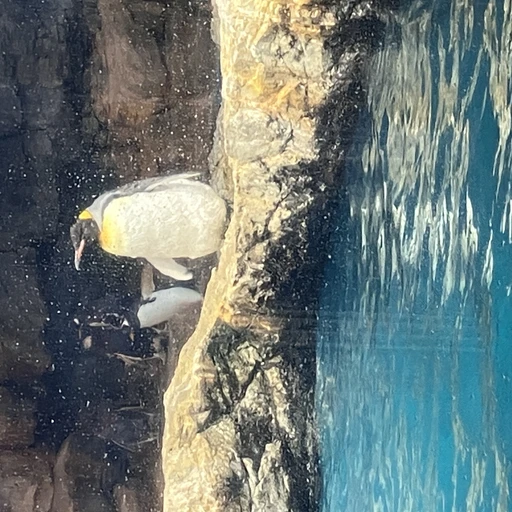 ダチョウ