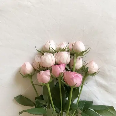 Profile image of 밥풀