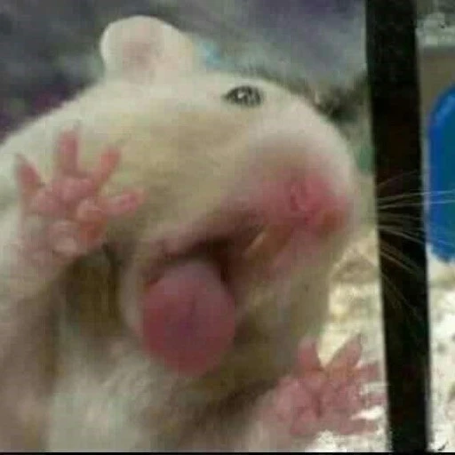 토스트맛 쿠키