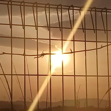 Profile image of 고고프렌즈 성체바꿤