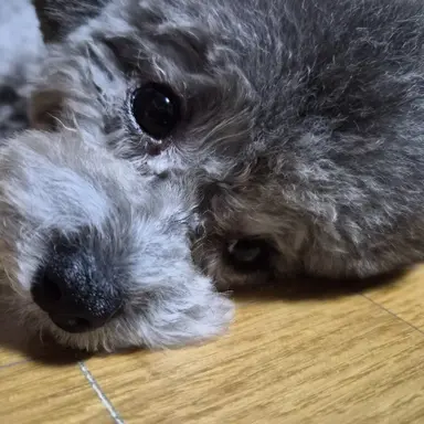 Profile image of 이배일