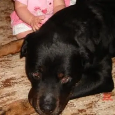 Profile image of Dexter