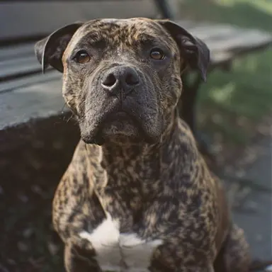 Profile image of Biscuit