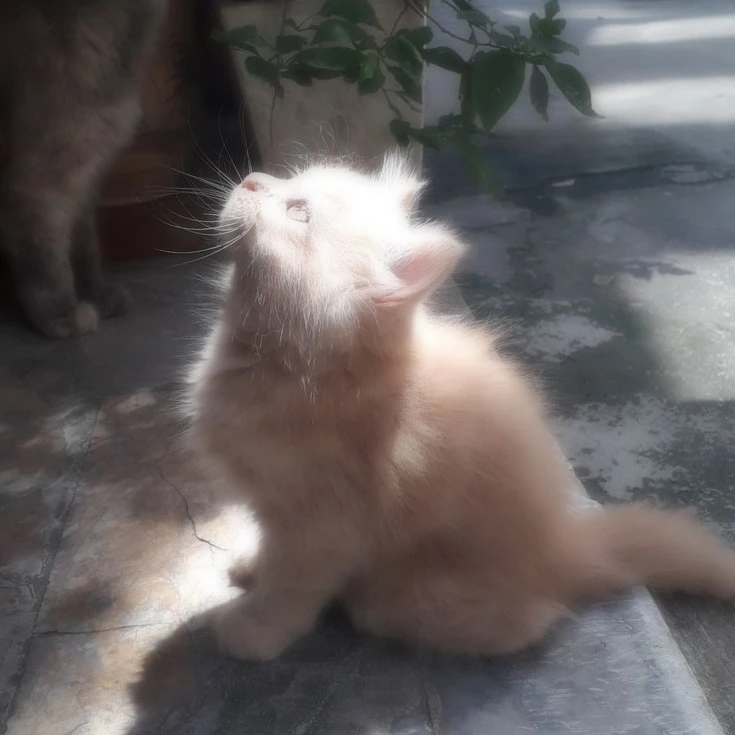 곽지창