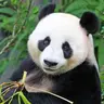 Profile image of 판다