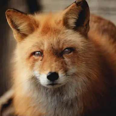 Profile image of 이여우
