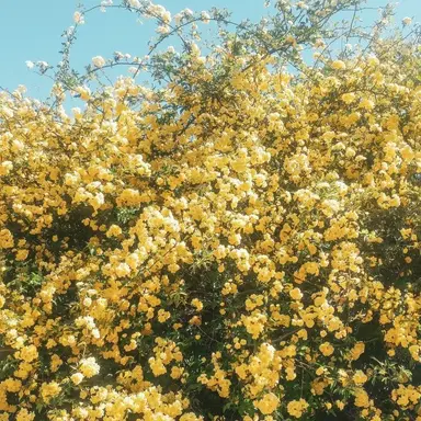 Profile image of 김각별