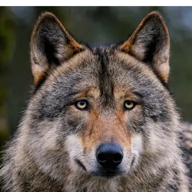 Profile image of 늑대