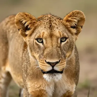 Profile image of 이서