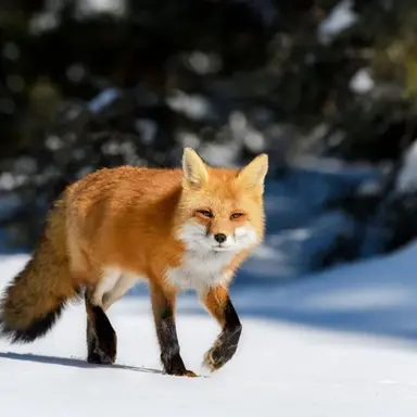 Profile image of 아린