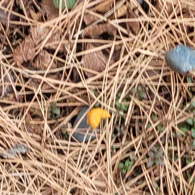 Profile image of 킨디