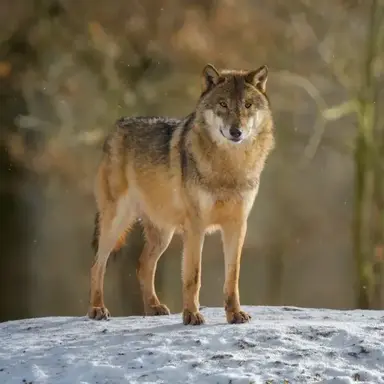 Profile image of 늑대