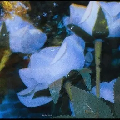 Profile image of 파이브