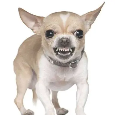 Profile image of 여우