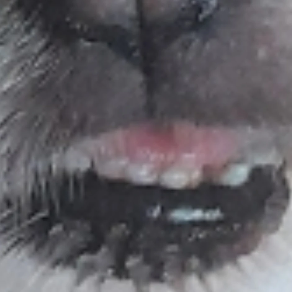 여우