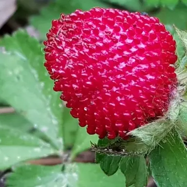 Profile image of 뱀딸기맛 쿠키