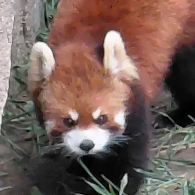 Profile image of 여우