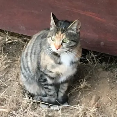 Profile image of 여우