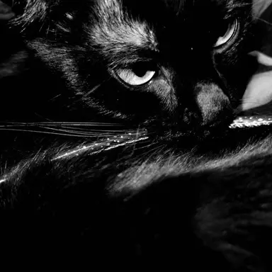 Profile image of Max Black